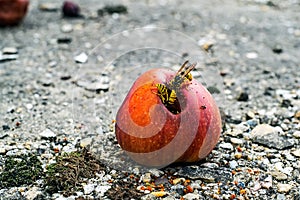 A group of wasps eating from a rotten apple.