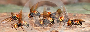 A group of wasps macro