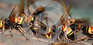 A group of wasps macro