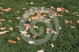 A group of wasted bread pieces on green grasses