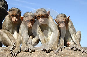 Group of watching monkeys photo