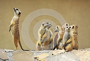 Group of watching surricatas outdoor