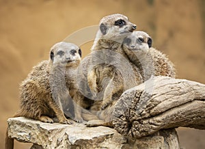 Group of watching surricatas outdoor