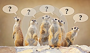 Group of watching surricatas with question marks