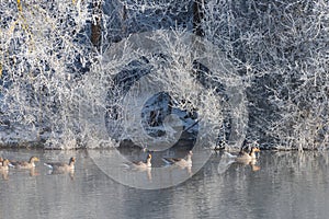 Group of water birds swimming on Danube river in early winter morning with moody thick fog