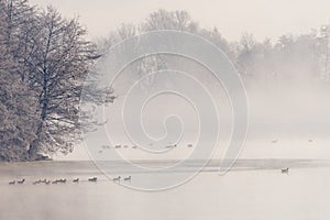 Group of water birds swimming on Danube river in early winter morning with moody thick fog