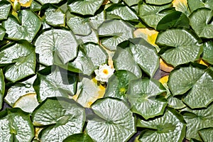 Group of Water Lilies