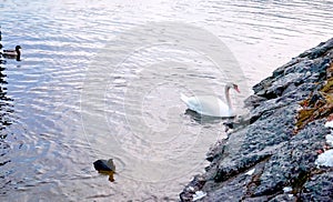 Group of water poultry animal with leader in a herd including, wild duck teak goose and white swan swimming in the river, lake of