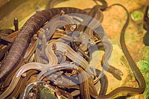 Group of water snakes (Homalopsidae) and their common name are w