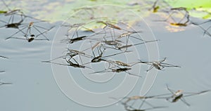 Group of water striders, The reservoirs can meet