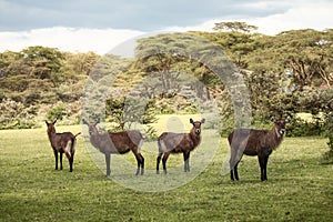 Group of Waterbuck in Africa