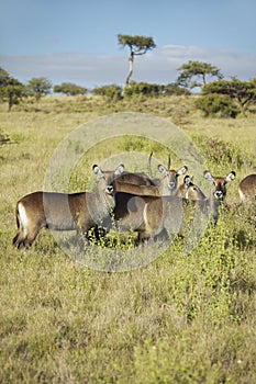 Group of waterbucks looking into camera, Lewa Conservancy, Kenya, Africa photo