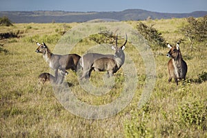 Group of waterbucks looking into camera with Mount Kenya in background, Lewa Conservancy, Kenya, Africa photo