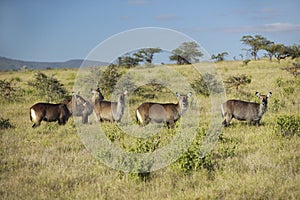 Group of waterbucks looking into camera with Mount Kenya in background, Lewa Conservancy, Kenya, Africa photo