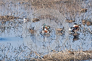 Group of Waterfowl in a Wetland Pond