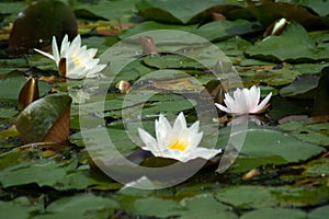 a group of waterlilly blossoms floating on the lake