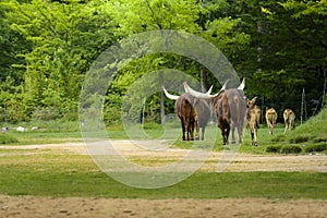 Group of watusi