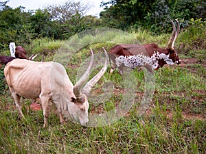 A group of watusi bulls is grazing