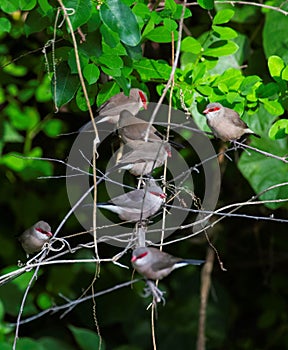 group of waxbill birds in Africa