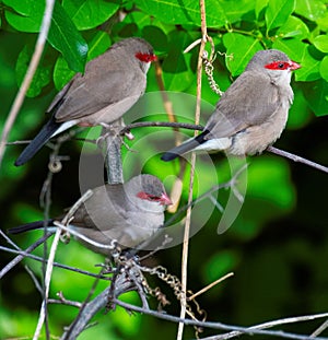 group of waxbill birds in Africa