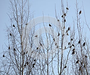 Group of waxwings sits on a tree