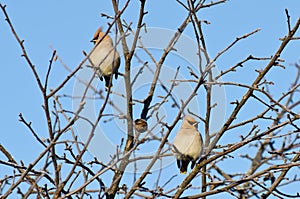 Group of waxwings sits on a tree