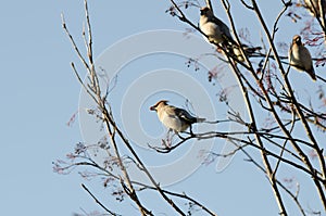 Group of waxwings sits on a tree