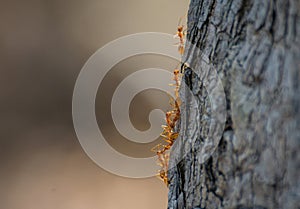 Group of Weaver Ants crawling on the tree stem