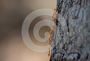 Group of Weaver Ants crawling on the tree stem with their eggs