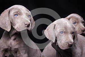 Group of weimaraner puppies on a black background