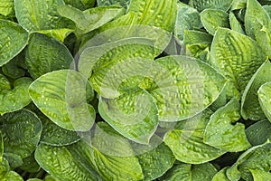 Group of wet hosta leaves. Water drops on funkia leaves. Decorative parks plant leaves full frame