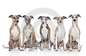 Group of whippets sits on a white background