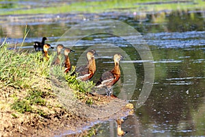 group of Whistling Duck, Dendrocygna eytoni, by a lake, Western Australia
