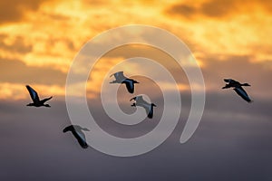 A group of whistling ducks fly off in the sunset