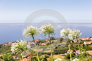 Group of white agapanthus near village and sea