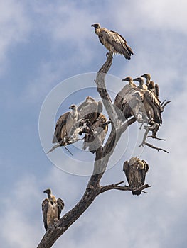 Group of White backed vultures perched in tree