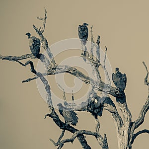 Group of White backed vultures perched in tree BW