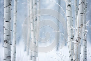 a group of white birch trees in a snowy forest