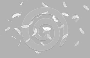 Group of a white bird feathers falling down in the air. isolate on gray background.