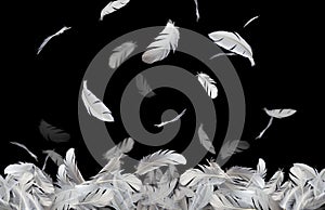 Group of white bird feathers falling down in the dark. Feather abstract freedom concept background. Isolate on black background