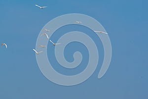 Group of birds flying in blue sky