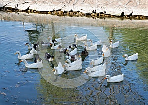 Group of white and black ducks swimming in the water