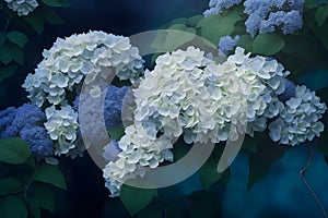 A group of white and blue Hydrangea flowers generated Ai photo