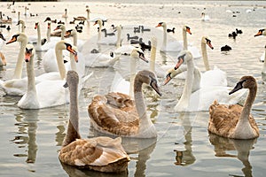 Group of white and broun young swans photo
