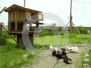 Group of white, brown, black pigeon birds on the ground with green grass behind, wooden bird feeder house at Sky Garden Bandung