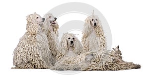 Group of White Corded standard Poodles