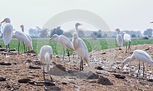 Group of white crane or Leucogeranus leucogeranus waiting in a field