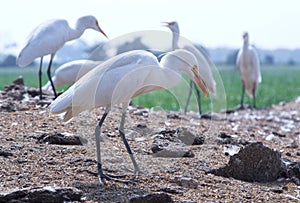 Group of white crane or Leucogeranus leucogeranus waiting in  a forest