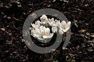 Group of white crocus flowering in early spring