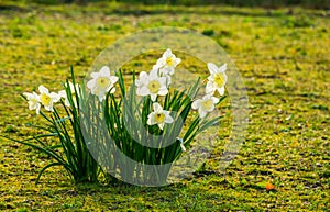 Group of white daffodils in bloom, popular dutch flowers for the garden